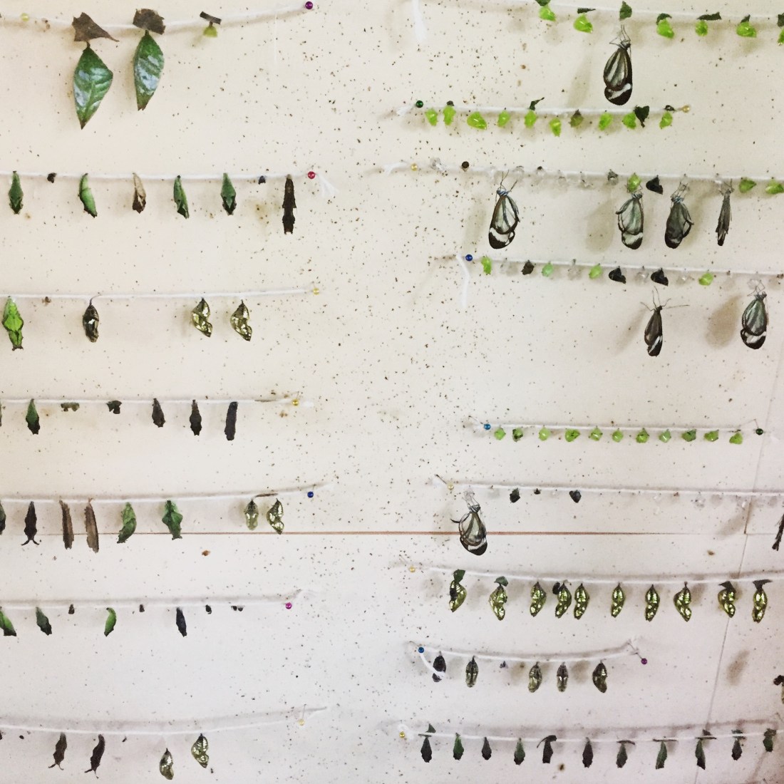 2017-12-04 08.22.49-1