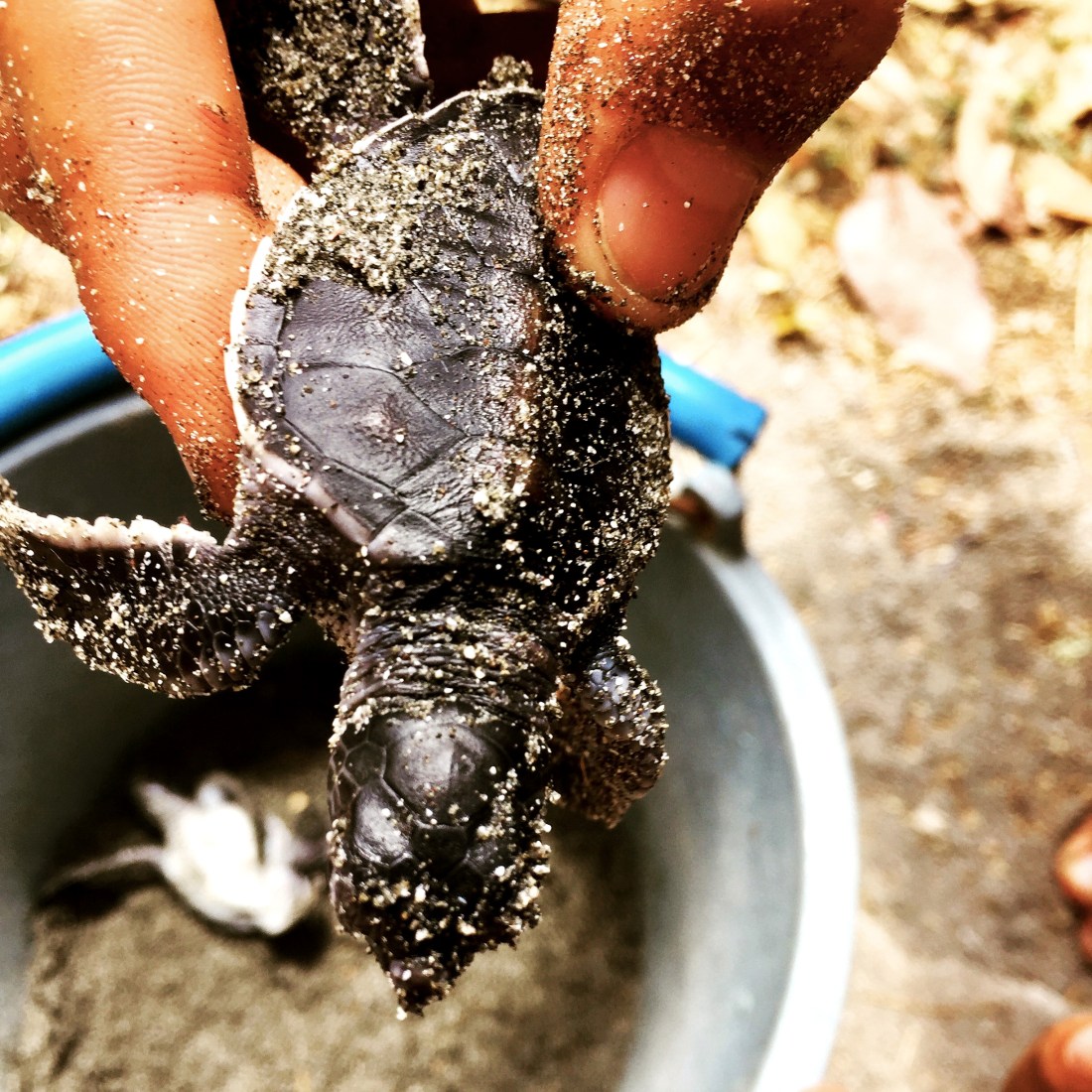 baby-turtle-with-hand