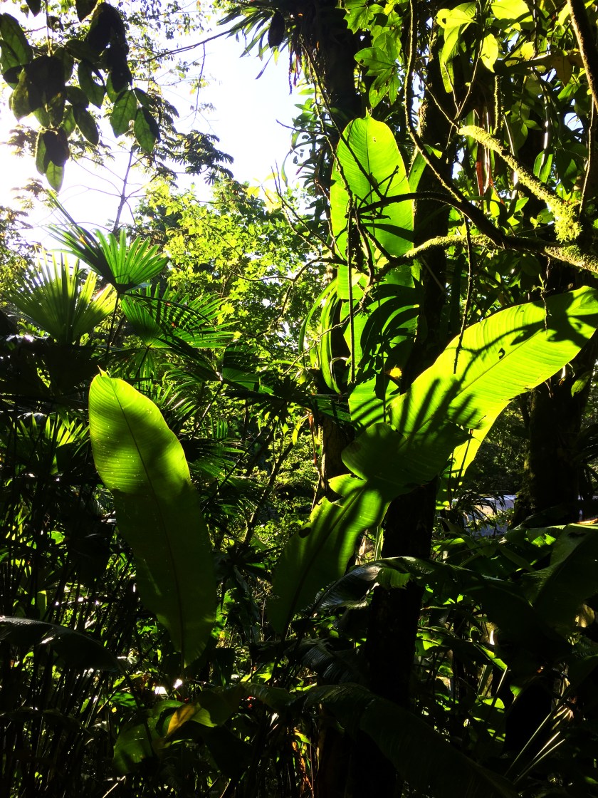 jungle regeneree.jpg