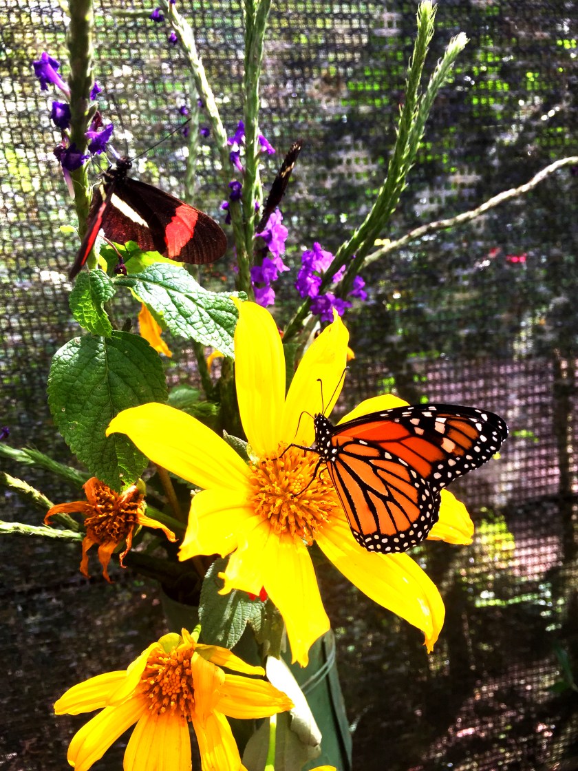 monarque fleur jaune