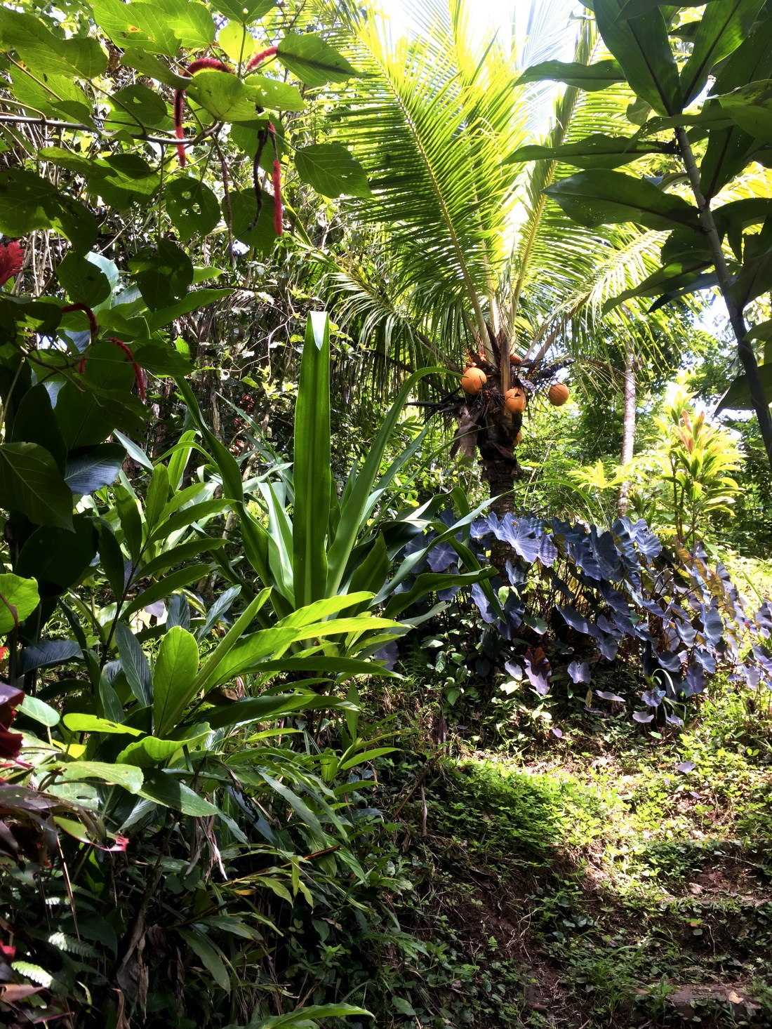 strates-permaculture