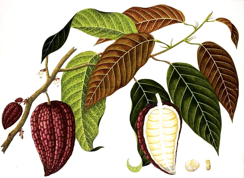 cacao_botanical-drawing.jpg