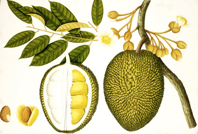 jackfruit_botanical-drawing_ok