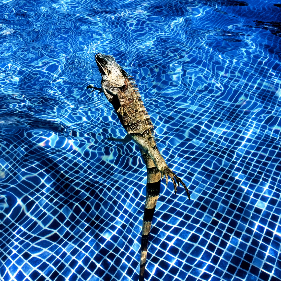 water-dancing-iguana.jpg