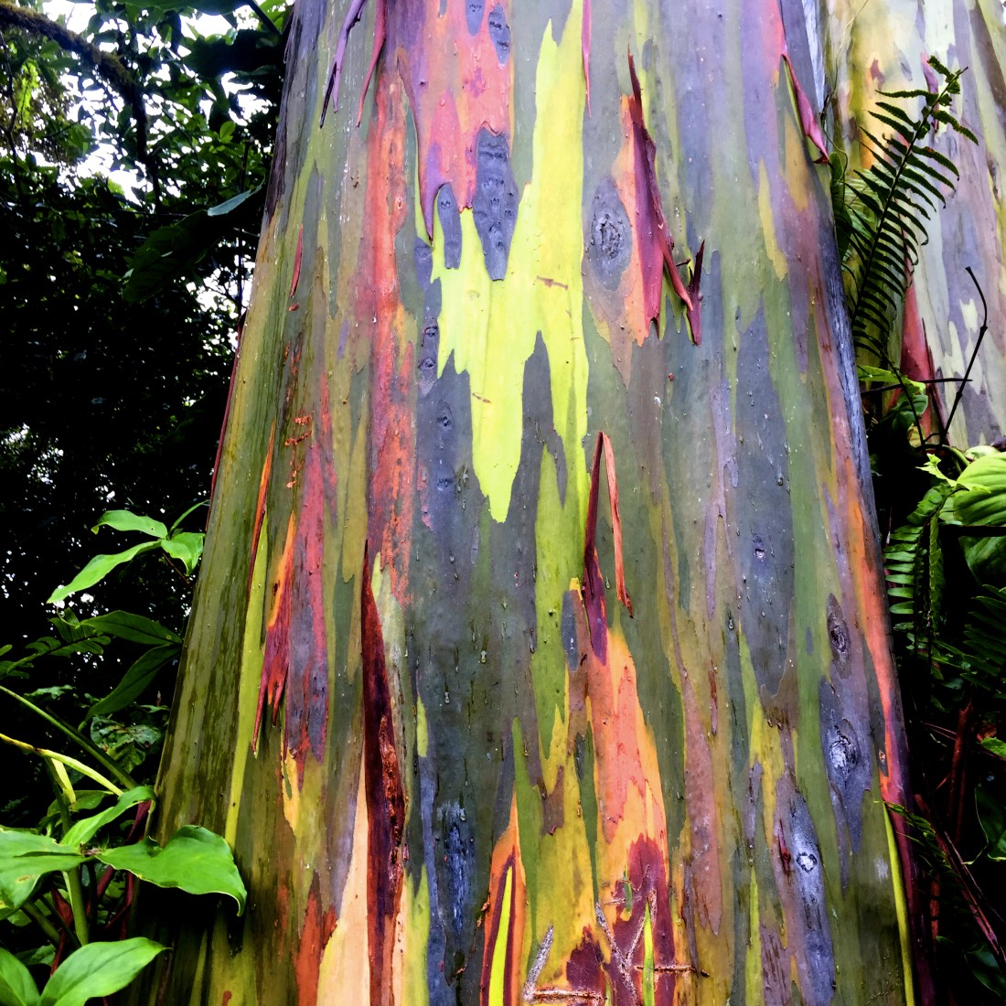 rainbow-eucalyptus.jpg