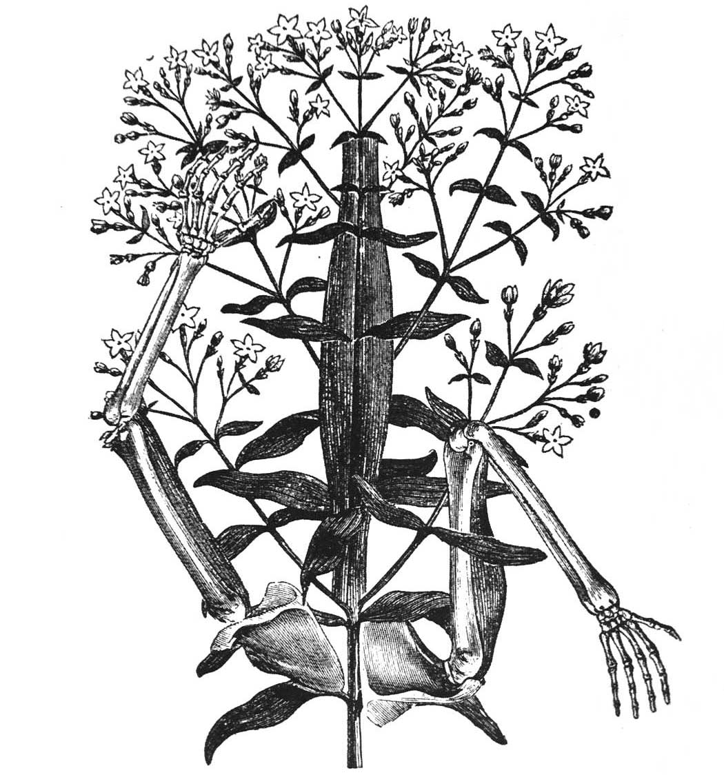 max-ernst_squelette_web_recad