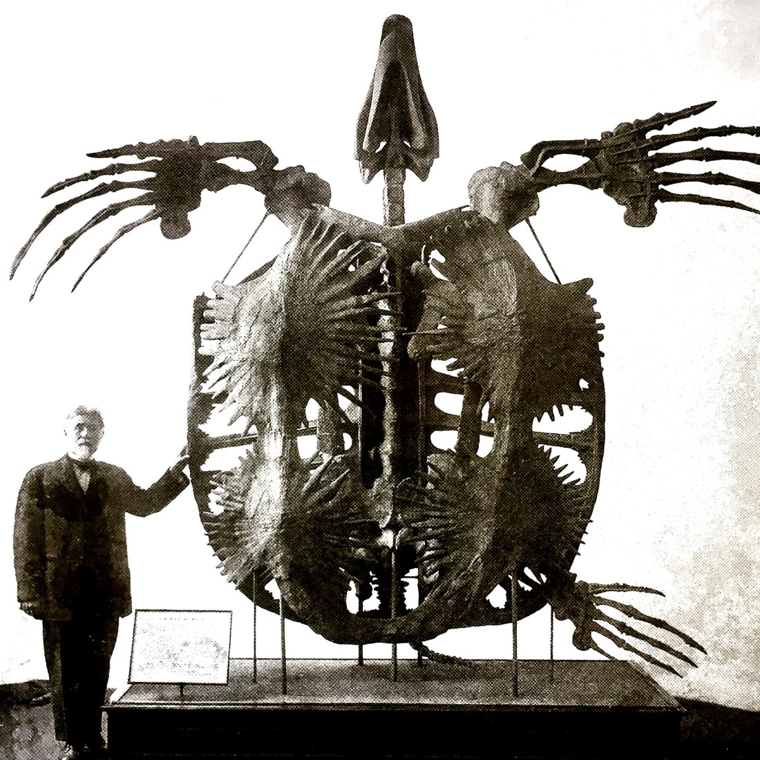 giant-turtle-skeleton