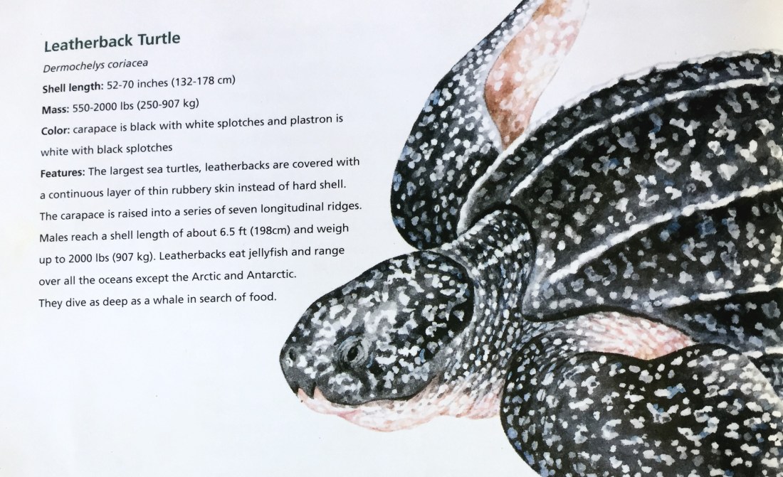 leatherback-infos.jpg