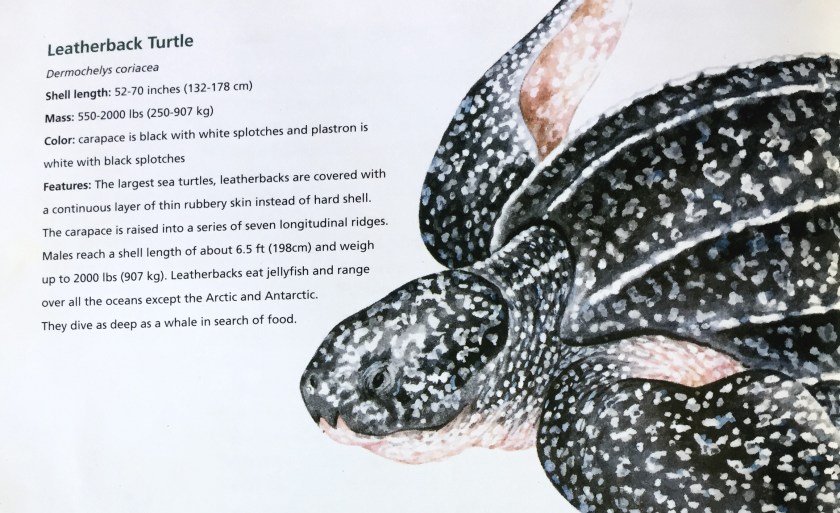 leatherback-infos.jpg