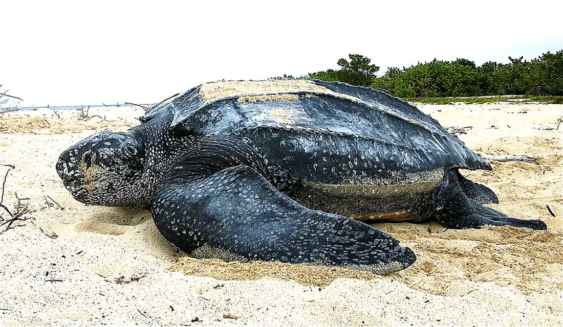 Leatherback_sea_turtle_web
