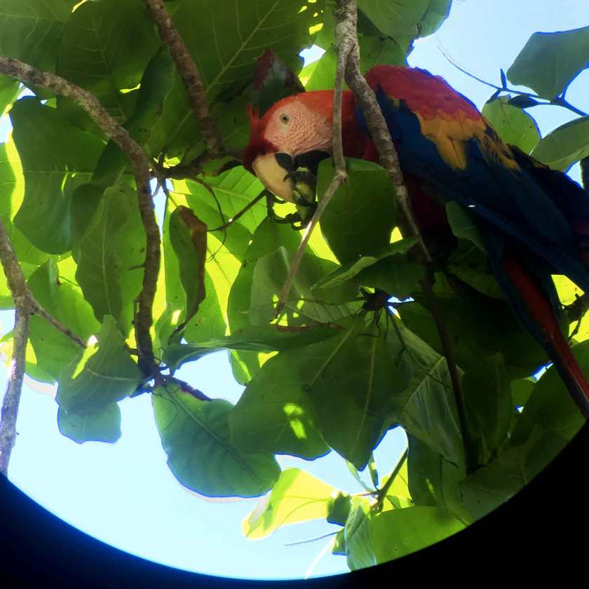 corcovado-scarlett-macaw_web.jpg