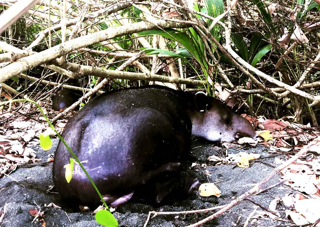 corcovado-tapir_web.jpg