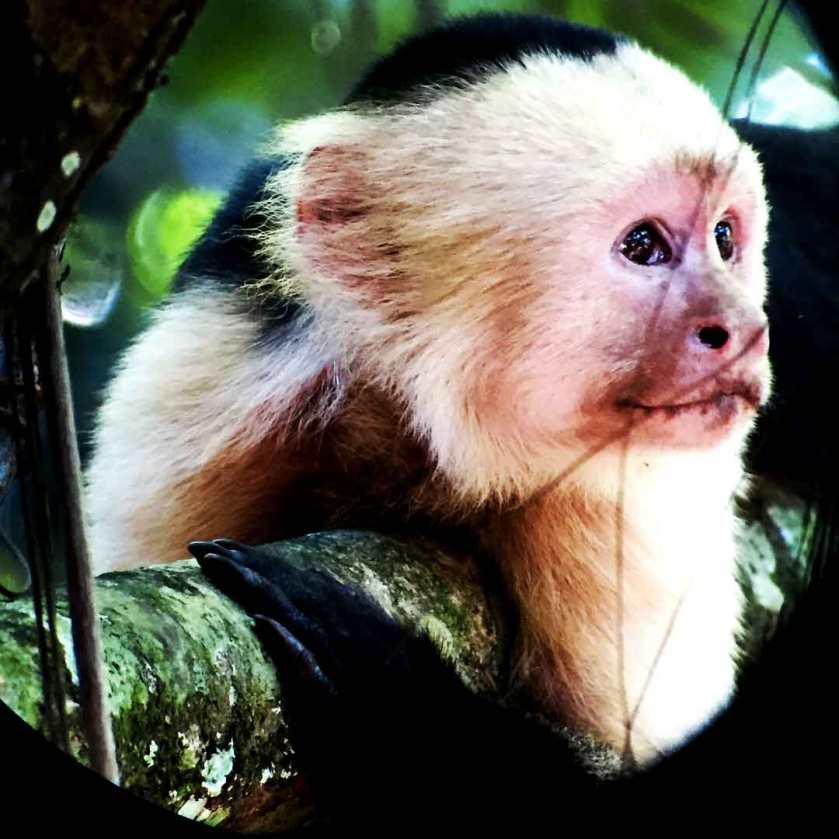 corcovado-white-capuchin_web.jpg
