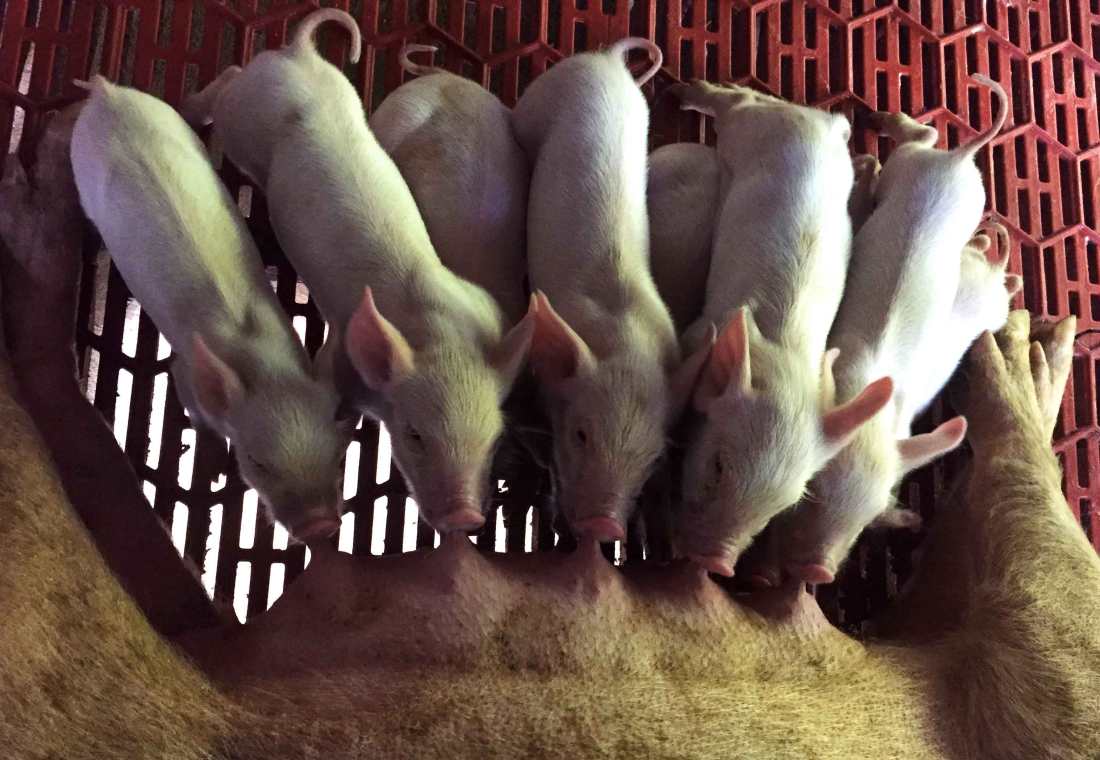 rancho-margot_baby-pigs_web