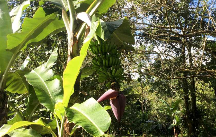 rancho-margot_bananas_web