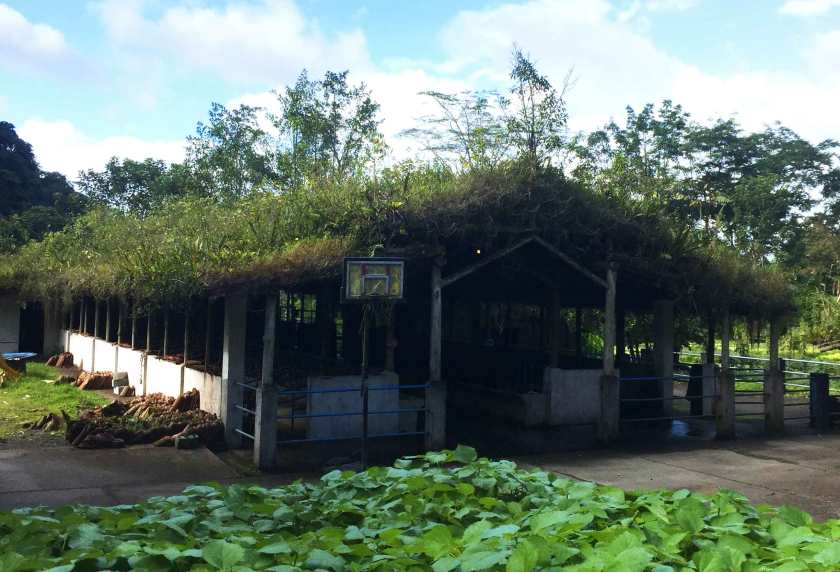 rancho-margot_green-roof