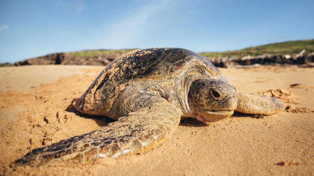 WWF-Green turtle_Kenya.jpg