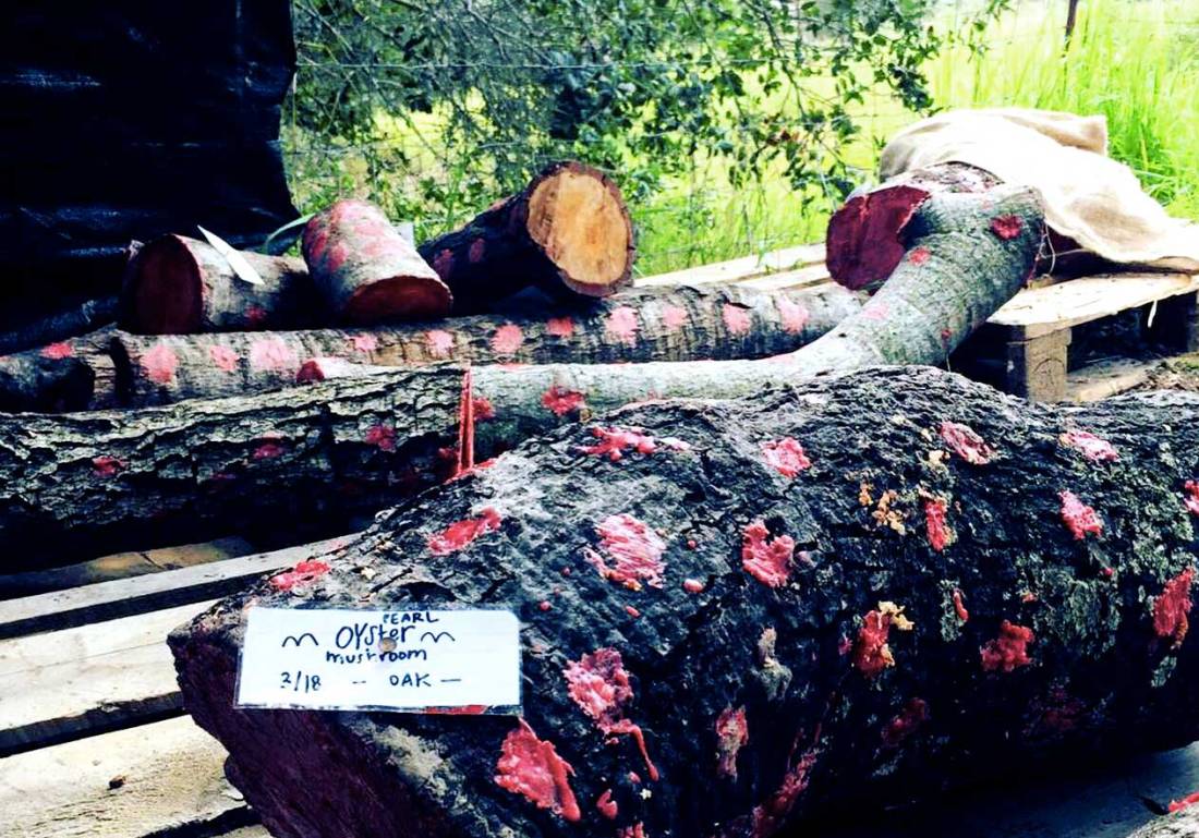 mushroom-station_web