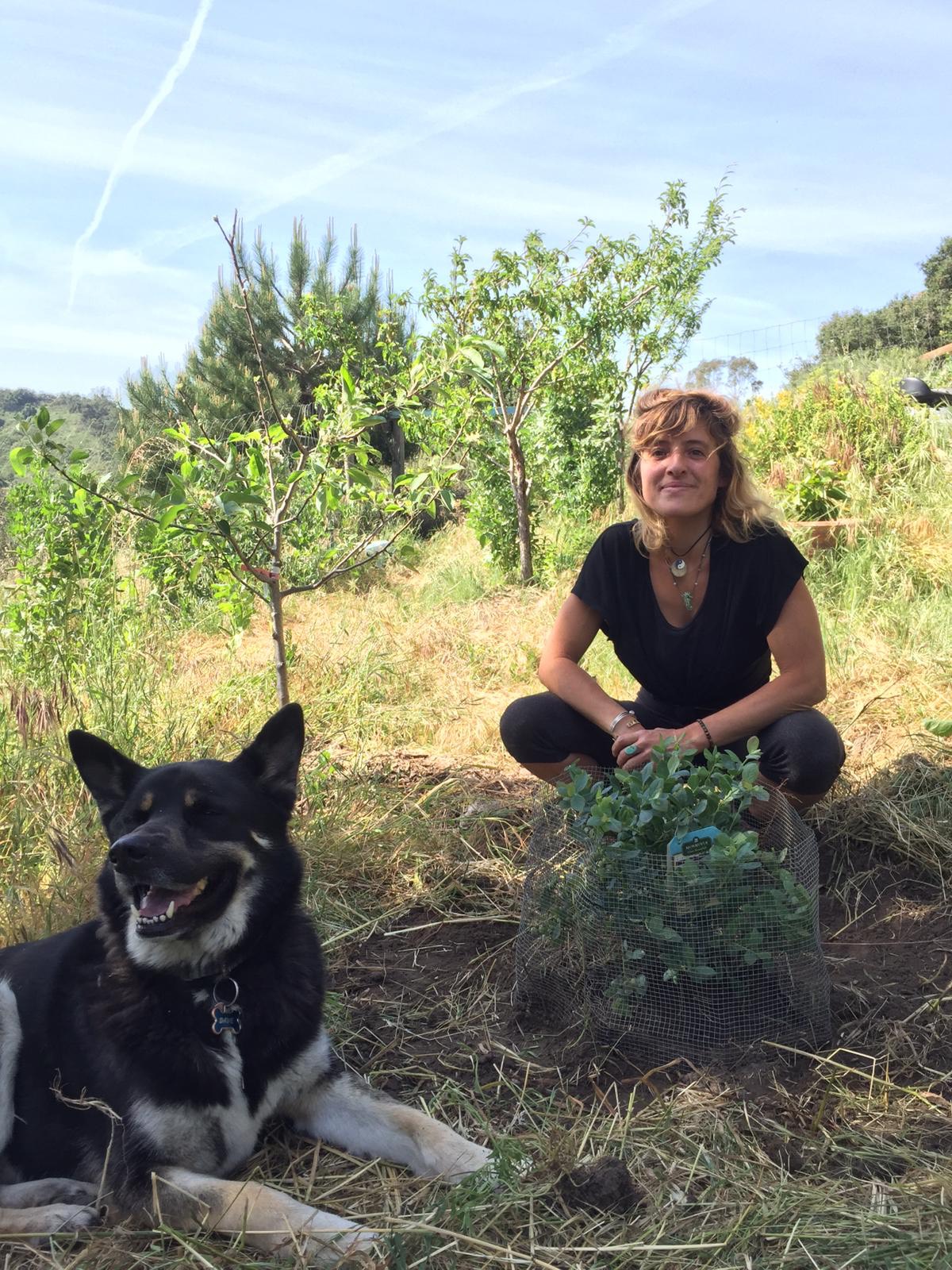 me orchard blueberry