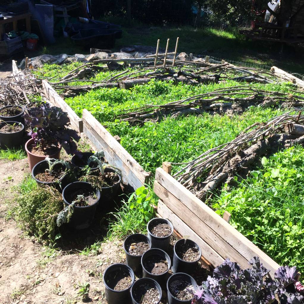 Cette image a un attribut alt vide ; le nom du fichier est garden_02_covercropfoodforest.jpg